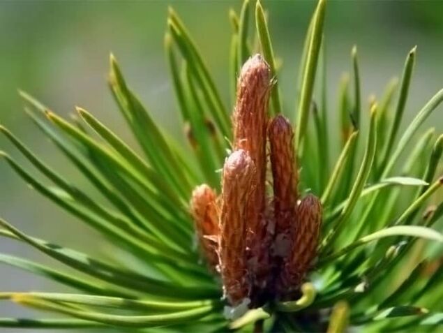 pine buds cure neck pain